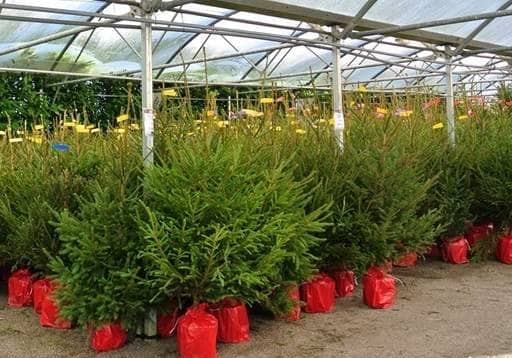 Christmas trees in red pots on retail